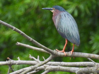 Green heron perched on a branch within the wetlands of the Bombay Hook National Wildlife Refuge, Kent County, Delaware.