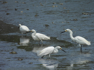 Obraz premium Snowy egrets wading within the wetland water, with blue crabs partially buried in the mud, peeking around, hidden from predators. Bombay Hook National Wildlife Refuge, Kent County, Delaware.