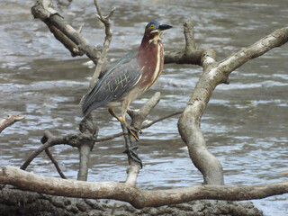 Green heron perched on a branch within the wetlands of the Bombay Hook National Wildlife Refuge,...