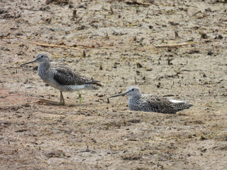 Greater yellowlegs relaxing on wetland shores of the Bombay Hook National Wildlife Refuge, Kent...