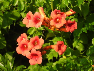 Trumpet vine, campsis radicans, bloomed within the wetlands of the Bombay Hook National Wildlife...