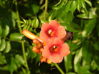 Trumpet vine, campsis radicans, bloomed within the wetlands of the Bombay Hook National Wildlife...