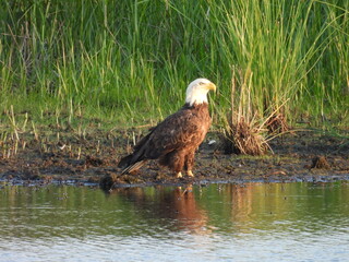 Bald eagle standing on the muddy, wetland shores, of the Bombay Hook National Wildlife Refuge, Kent County, Delaware.