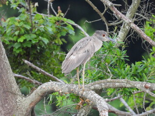 A juvenile, yellow-crowned night heron living within the wetlands of the Bombay Hook National...