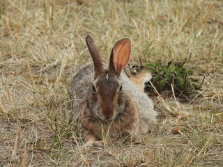 Eastern cottontail rabbit relaxing in the cool grass, on a warm summer day. Bombay Hook National...