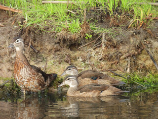 A mother and her young, juvenile wood ducks, living within the wetlands of the Bombay Hook National...