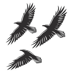 Fototapeta premium Three raven silhouettes flying with open wings on white background graphic illustration.