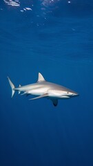 Fototapeta premium A sleek grey shark glides gracefully through clear blue waters, showcasing its powerful presence.