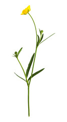 Buttercup flower isolated on white