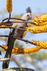 Grey Turaco, Grey Go-away-bird, Grey Loerie (Corythaixoides concolor) feeding on flowers of aloe, Mpumalanga, South Africa