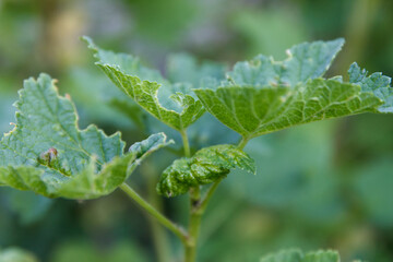 Incipient illness currant leaf damaged by gall mite on plant in natural garden setting