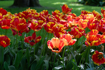 Colorful tulips in full bloom at Keukenhof Gardens, Netherlands, captured in spring 2025. A vivid scene of Dutch springtime beauty and floral diversity.