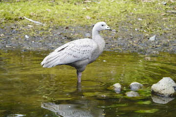 The Cape Barren goose (Cereopsis novaehollandiae), sometimes also known as the pig goose, is a species of goose endemic to southern Australia. Walsrode Bird Park, Germany.
