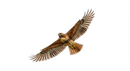 Majestic hawk gracefully soars against bright white background showcasing sharp detail and vibrant plumage. AI Generated