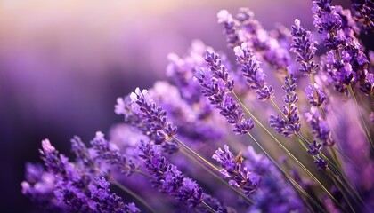 Fototapeta premium close up of lavender flowers