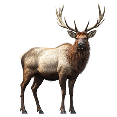 A Realistic Photograph Of An Elk Standing On A White Background-Photoroom.Png on transparent background
