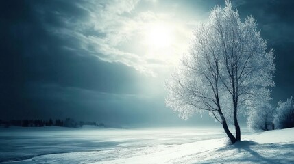 Serene Winter Landscape with Frosted Trees Under a Cloudy Sky