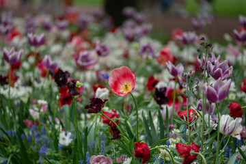 Colorful tulips in full bloom at Keukenhof Gardens, Netherlands, captured in spring 2025. A vivid scene of Dutch springtime beauty and floral diversity.
