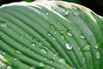 Wassertropfen auf dem Blatt einer Funkie
