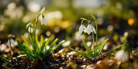 Wild Snowdrop (Galanthus angustifolius) Spring Bloom Detail