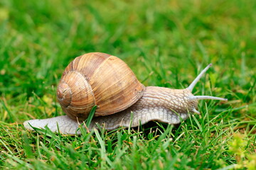 Eine Weinbergschnecke ist im Gras unterwegs