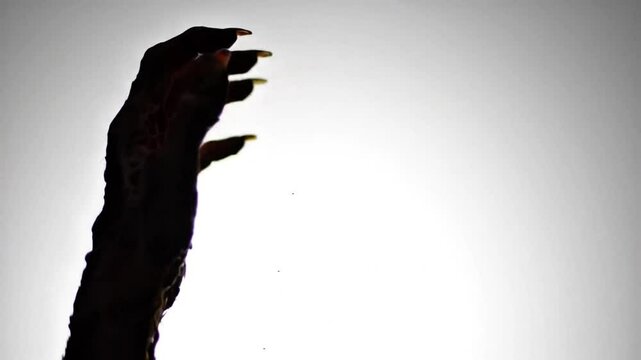 Creepy Silhouette of a Zombie Hand Reaching Upward in Slow Motion on White Background &ndash; Horror-Themed Animation for Halloween, Scary Intros, Thriller Trailers, and Motion Graphics



