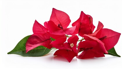 Fototapeta premium red bougainvillea flower isolated on white background