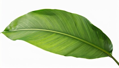 Obraz premium tropical leaf isolated on transparent background for design element