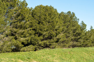 Group of green pine trees on grassy field under blue sky, offering natural calm, simplicity and environmental freshness, perfect for background and conceptual design.