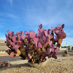 Santa Rita Prickly Pear cactus or Opuntia Santa-Rita in desert style city roadside xeriscaping...