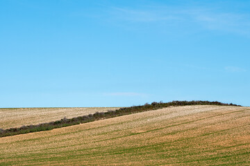 Hilly field under blue sky with golden tones and clean geometry, representing rural minimalism, copy space and environmental calm ideal for commercial landscape use.
