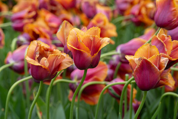 Colorful tulips in full bloom at Keukenhof Gardens, Netherlands, captured in spring 2025. A vivid scene of Dutch springtime beauty and floral diversity.