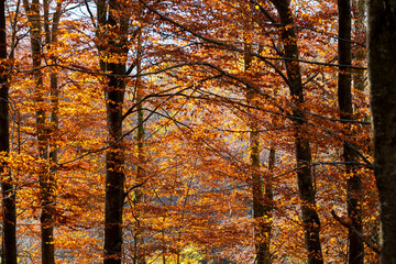 Autumn forest with vertical tree trunks and golden leaves illuminated by soft light, creating a natural pattern and seasonal texture ideal for backgrounds or editorial landscapes.