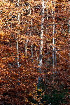 Close-up of forest in autumn with birch trunks and orange foliage, offering natural symmetry, color harmony and atmospheric texture for commercial or editorial nature concepts.