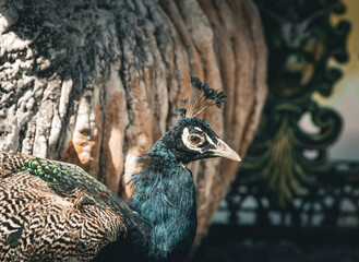 A close-up view reveals the exquisite details of a peacock's plumage. The iridescent feathers shimmer with blues, greens, and bronze. The texture of the feathers is finely detailed.