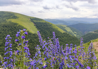 Obraz premium blue flowers in front of mountains under grey sky
