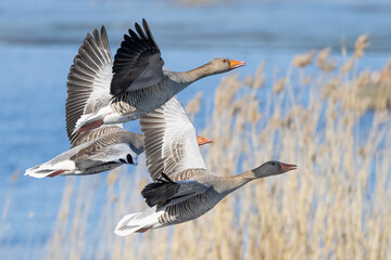 Greylag goose