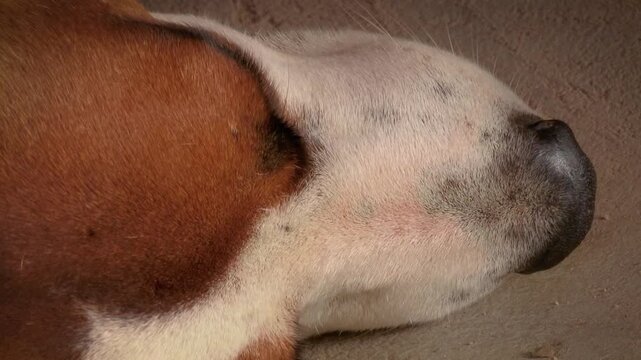 sleeping dog head seen from above