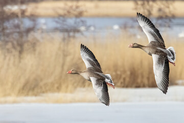 Greylag goose