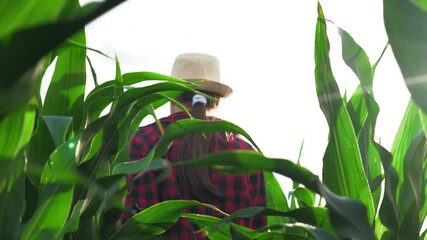 agriculture, child daughter girl walking field touching green corn stalks, agriculture concept, little child walking field nature, agriculture concept, child hand corn leaf, back view, girl hat walk