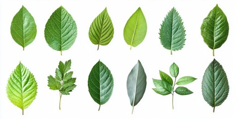 Twelve Green Leaves on White Background