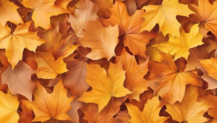 Fototapeta premium Autumnal Maple Leaves