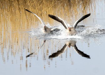 Greylag goose