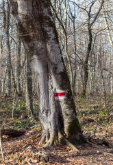 autumn forest park area, hiking trail through the area, trees with marked course signs