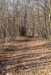 autumn forest park area, hiking trail through the area, trees with marked course signs