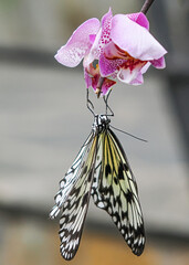 Close up with a colourful butterfly resting on a plant