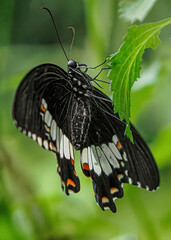 Close up with a colourful butterfly resting on a plant