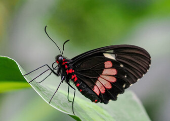 Close up with a colourful butterfly resting on a plant