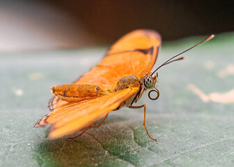 Close up with a colourful butterfly resting on a plant