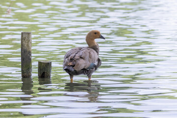 Ruddy headed goose standing in shallow water near wooden poles